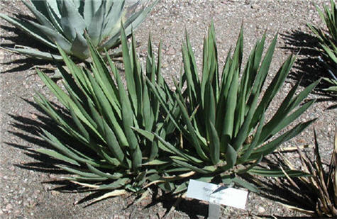 Agave Arizonica